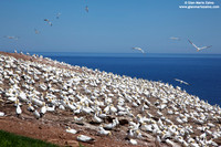 Morus Bassanus / Sula Bassana / Northern Gannet / Fou de Bassan