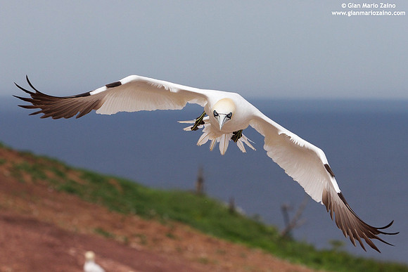 Morus Bassanus / Sula Bassana / Northern Gannet / Fou de Bassan