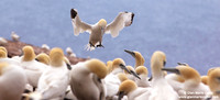 Morus Bassanus / Sula Bassana / Northern Gannet / Fou de Bassan