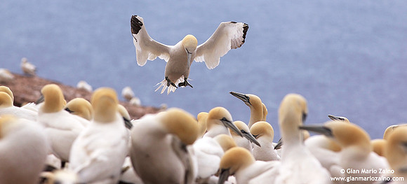 Morus Bassanus / Sula Bassana / Northern Gannet / Fou de Bassan