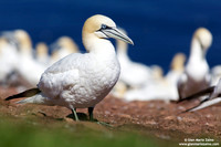 Morus Bassanus / Sula Bassana / Northern Gannet / Fou de Bassan