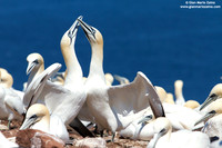 Morus Bassanus / Sula Bassana / Northern Gannet / Fou de Bassan