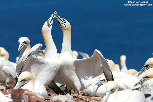 Morus Bassanus / Sula Bassana / Northern Gannet / Fou de Bassan