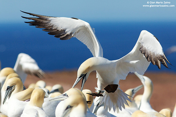 Morus Bassanus / Sula Bassana / Northern Gannet / Fou de Bassan