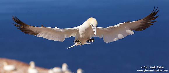 Morus Bassanus / Sula Bassana / Northern Gannet / Fou de Bassan