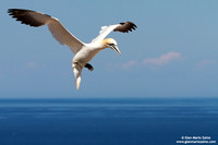 Morus Bassanus / Sula Bassana / Northern Gannet / Fou de Bassan