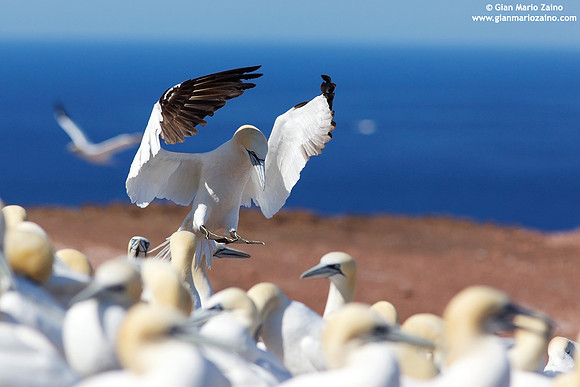 Morus Bassanus / Sula Bassana / Northern Gannet / Fou de Bassan