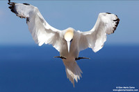 Morus Bassanus / Sula Bassana / Northern Gannet / Fou de Bassan