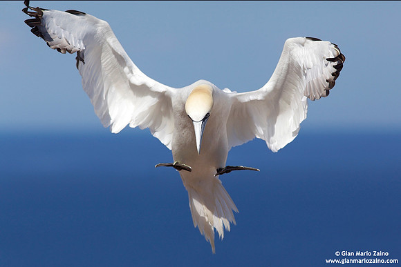 Morus Bassanus / Sula Bassana / Northern Gannet / Fou de Bassan