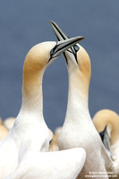 Morus Bassanus / Sula Bassana / Northern Gannet / Fou de Bassan