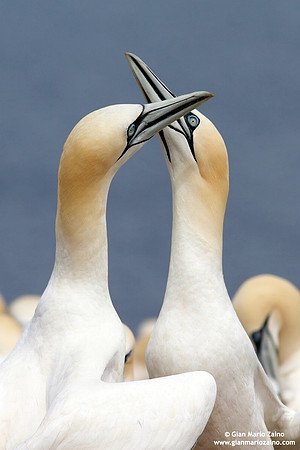 Morus Bassanus / Sula Bassana / Northern Gannet / Fou de Bassan