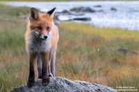 Vulpes vulpes / Volpe / Red fox / Renard roux