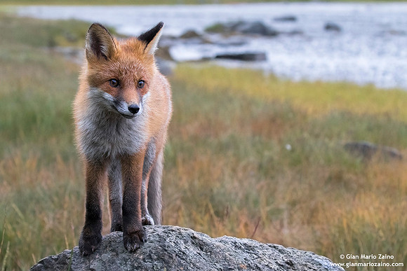 Vulpes vulpes / Volpe / Red fox / Renard roux