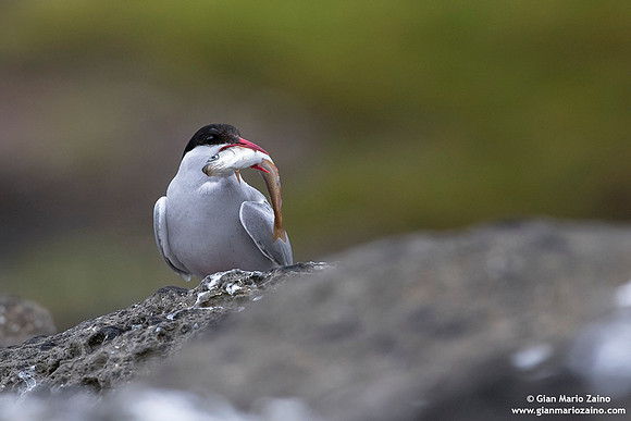 Sterna paradisaea / Sterna artica / Artic tern / Sterne arctique