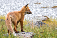 Vulpes vulpes / Volpe / Red fox / Renard roux
