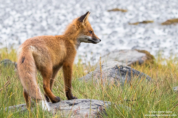 Vulpes vulpes / Volpe / Red fox / Renard roux