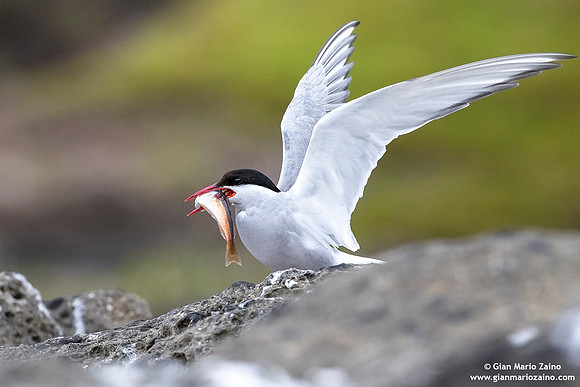Sterna paradisaea / Sterna artica / Artic tern / Sterne arctique
