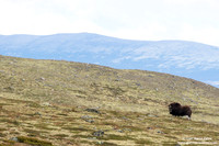 Ovibos moschatus / Bue muschiato / Muskox / Bœuf musqué