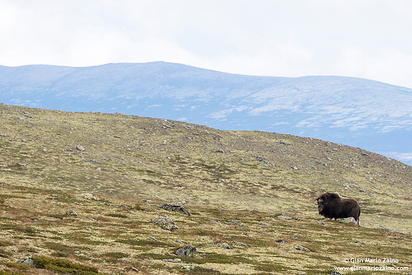 Ovibos moschatus / Bue muschiato / Muskox / Bœuf musqué