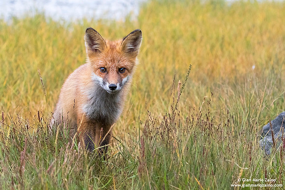 Vulpes vulpes / Volpe / Red fox / Renard roux
