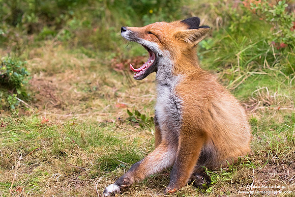 Vulpes vulpes / Volpe / Red fox / Renard roux