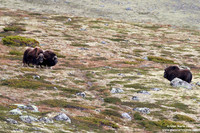 Ovibos moschatus / Bue muschiato / Muskox / Bœuf musqué