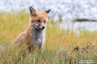 Vulpes vulpes / Volpe / Red fox / Renard roux