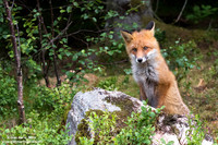 Vulpes vulpes / Volpe / Red fox / Renard roux