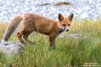 Vulpes vulpes / Volpe / Red fox / Renard roux