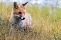 Vulpes vulpes / Volpe / Red fox / Renard roux