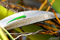 Phelsuma