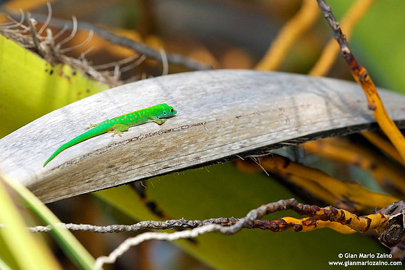 Phelsuma