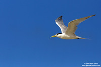 Thalasseus bengalensis / Sterna del Ruppel / Lesser crested tern / Sterne voyageuse
