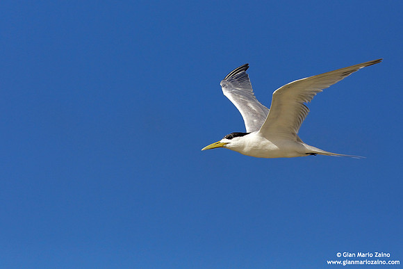 Thalasseus bengalensis / Sterna del Ruppel / Lesser crested tern / Sterne voyageuse