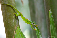 Archaius tigris / Camaleonte tigre delle Seychelles / Seychelles tiger chameleon