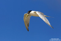 Thalasseus bengalensis / Sterna del Ruppel / Lesser crested tern / Sterne voyageuse