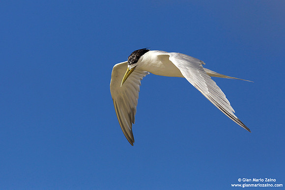 Thalasseus bengalensis / Sterna del Ruppel / Lesser crested tern / Sterne voyageuse