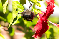 Cinnyris dussumieri / Nettarinia-colibrì delle Seychelles / Seychelles sunbird / Souïmanga des Seychelles