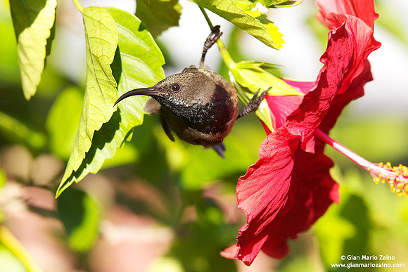 Cinnyris dussumieri / Nettarinia-colibrì delle Seychelles / Seychelles sunbird / Souïmanga des Seychelles