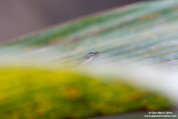 Mabuya sechellensis / Scinco delle Seychelles / Seychelles skink