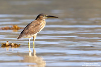 Butorides striata / Airone striato / Striated Heron degens / Héron strié