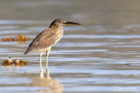 Butorides striata / Airone striato / Striated Heron degens / Héron strié