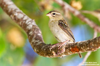 Foudia madagascariensis / Tessitore fiammante / Red fody / Foudi rouge