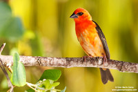Foudia madagascariensis / Tessitore fiammante / Red fody / Foudi rouge
