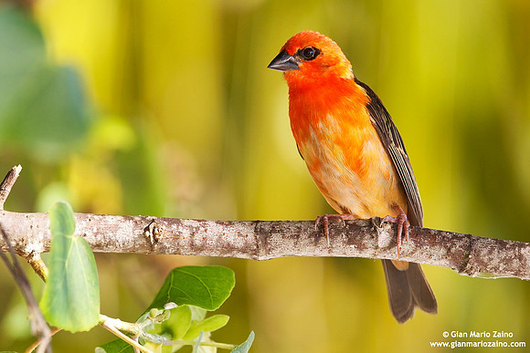Foudia madagascariensis / Tessitore fiammante / Red fody / Foudi rouge
