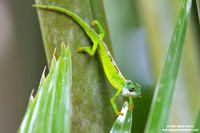 Archaius tigris / Camaleonte tigre delle Seychelles / Seychelles tiger chameleon