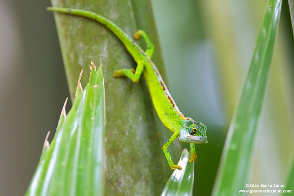 Archaius tigris / Camaleonte tigre delle Seychelles / Seychelles tiger chameleon