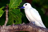 Gygis alba / Sterna bianca comune / Common white tern / Gygis blanche