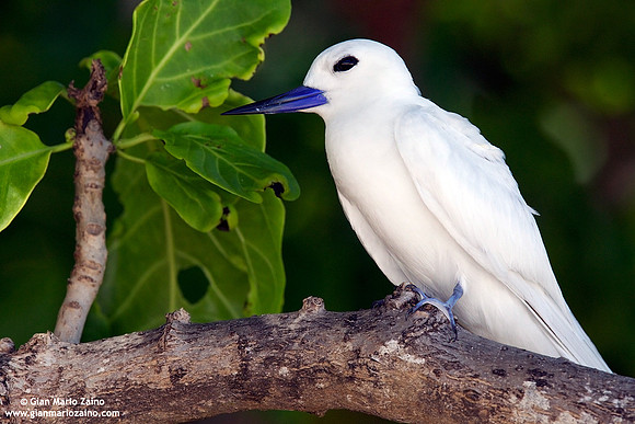 Gygis alba / Sterna bianca comune / Common white tern / Gygis blanche