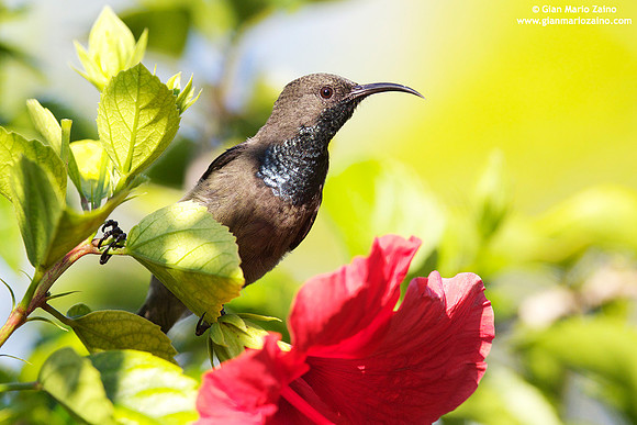 Cinnyris dussumieri / Nettarinia-colibrì delle Seychelles / Seychelles sunbird / Souïmanga des Seychelles